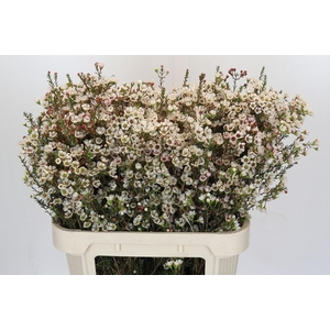 Chamelaucium Tal White