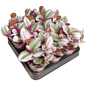 TRADESCANTIA ALBIFLORA 'NANOUK'- WITH POTCOVER - POT Ø 6,5 (CACTUS EN SUCCULENTEN)