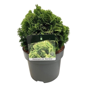 Chamaecyparis o. 'Nana Aurea'
