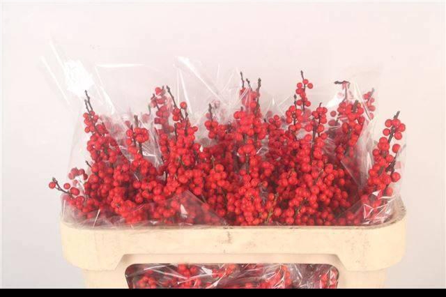 <h4>ILEX VE RODE BES</h4>