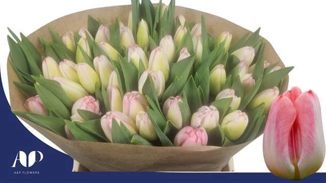 <h4>TU EN SUPERMODEL</h4>