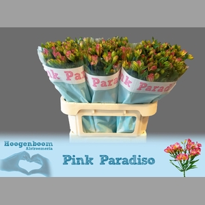 ALST FL PINK PARADIS