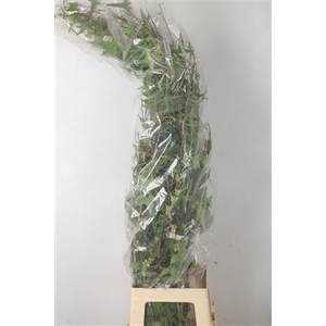 Hedera Green Per Tak