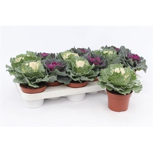 Brassica