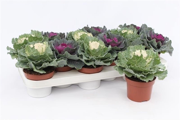 <h4>Brassica</h4>