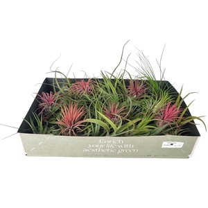 tillandsia mix x25