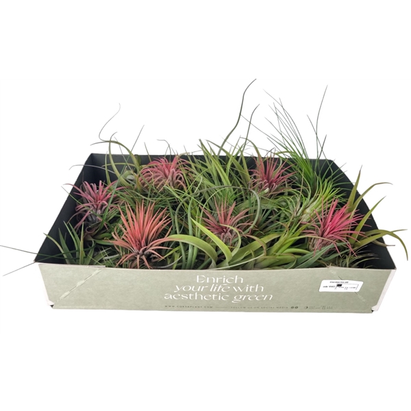 <h4>tillandsia mix x25</h4>