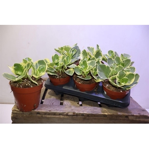 Pep Obt Obtipan Bico