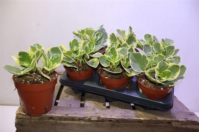 <h4>Pep Obt Obtipan Bico</h4>