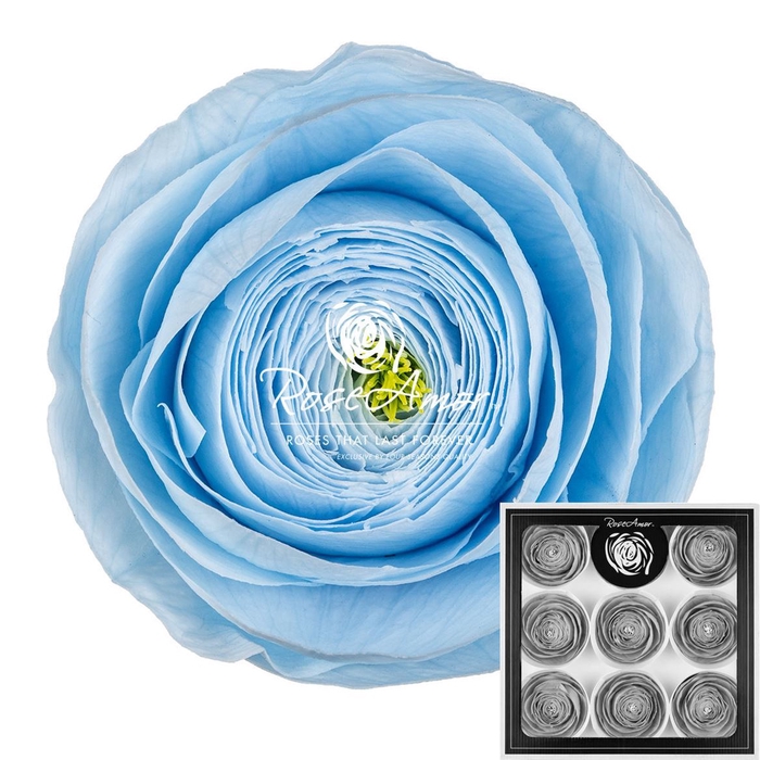 Ranunculus Blu89