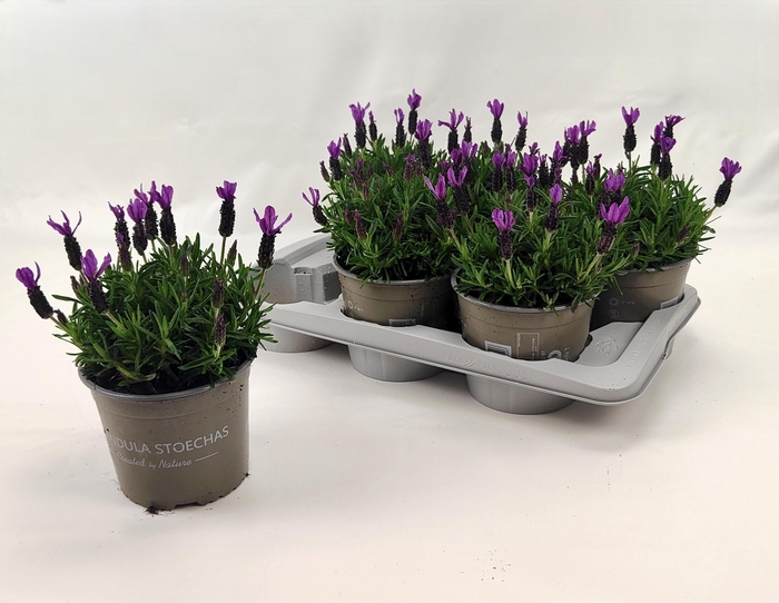 <h4>LAVAN STOECHAS</h4>