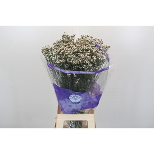 Limonium White Diamond