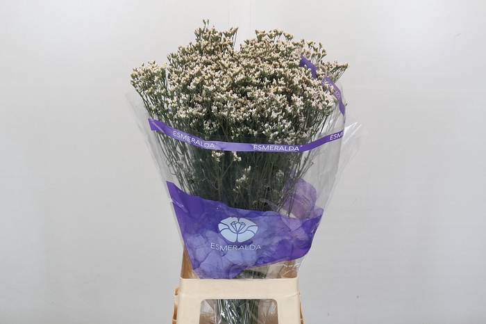 <h4>Limonium White Diamond</h4>