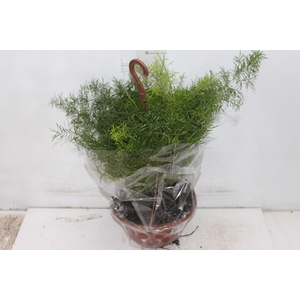 ASPARGO ALFINETE C21