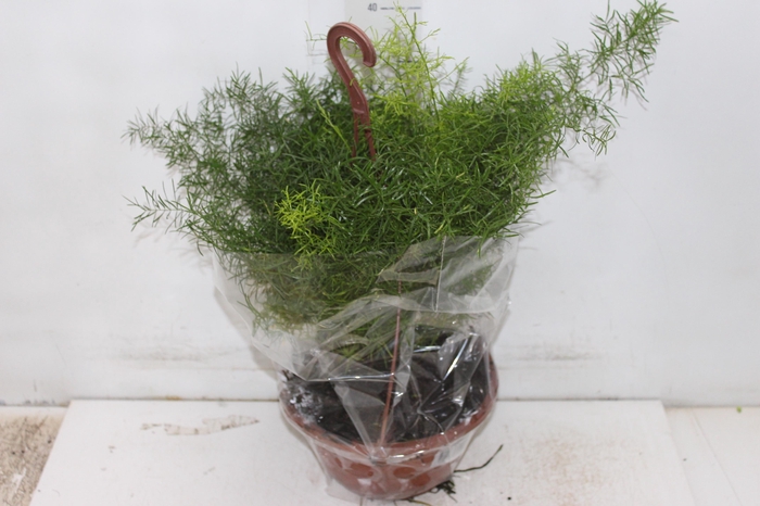 <h4>ASPARGO ALFINETE C21</h4>