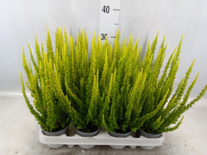 Calluna vulg. 'Skyline Stockholm'