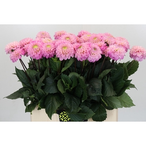 Dahlia Wizard of Oz