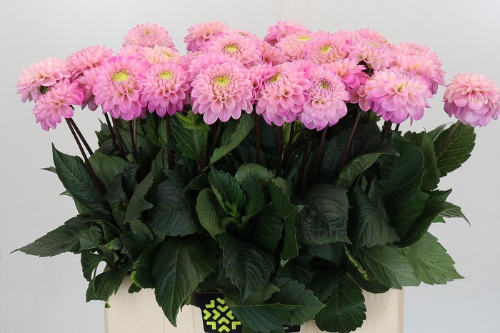 Dahlia Wizard of Oz