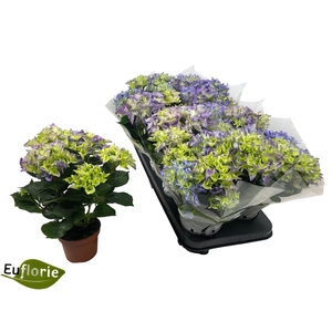 HYDR M EARLY BLUE