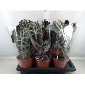Alocasia amazonica 'Polly'