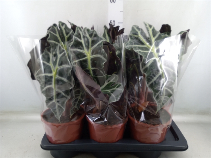 <h4>Alocasia amazonica 'Polly'</h4>