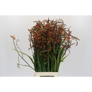 Crocosmia Emily Mckenzie