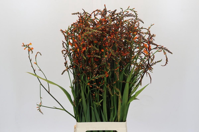 <h4>Crocosmia Emily Mckenzie</h4>