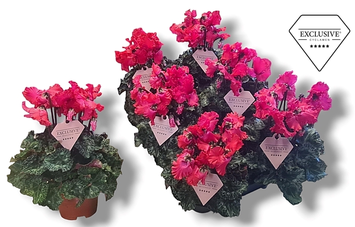 <h4>Cyclamen Exclusive® Merengue Rood</h4>