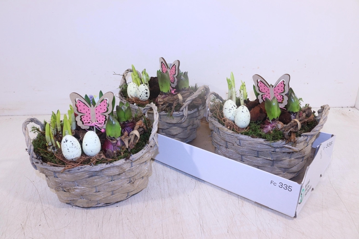 <h4>ARR BOL KNOLGEWAS</h4>