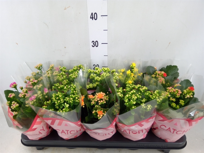 <h4>Kalanchoe blos.   ..rosebud mix  5</h4>