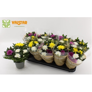 Chrysanthemum Da Vinci