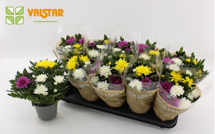 <h4>Chrysanthemum Da Vinci</h4>