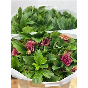 RANUNCULUS MODERNA PINK