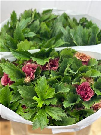 <h4>RANUNCULUS MODERNA PINK</h4>