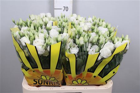 <h4>Eus G Rosi White X50</h4>