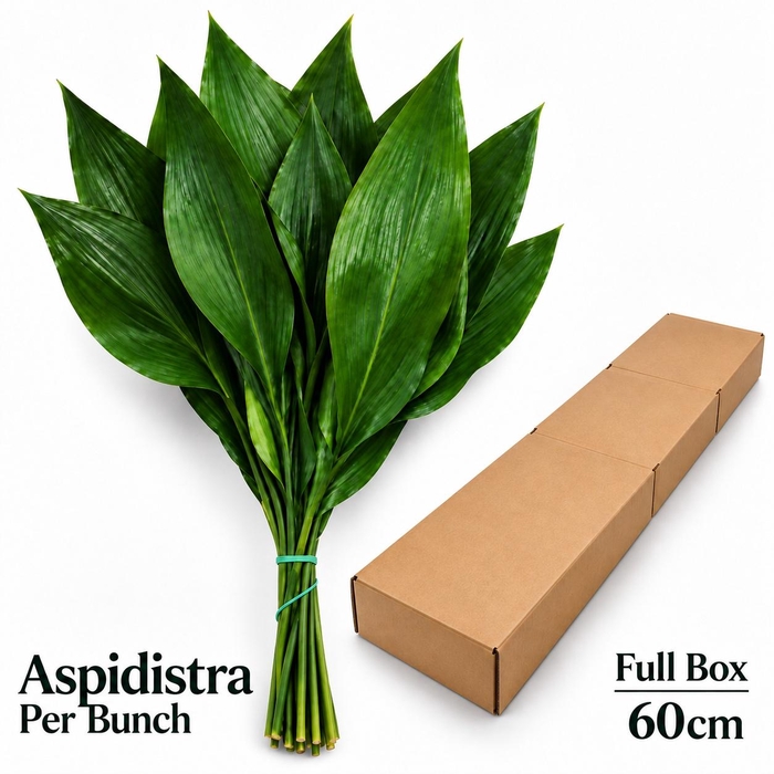 <h4>ASPID ELATIOR BS</h4>