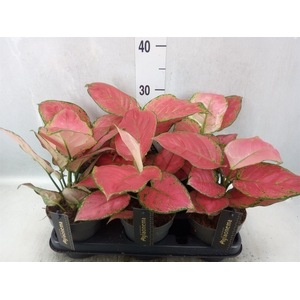 Aglaonema   ...