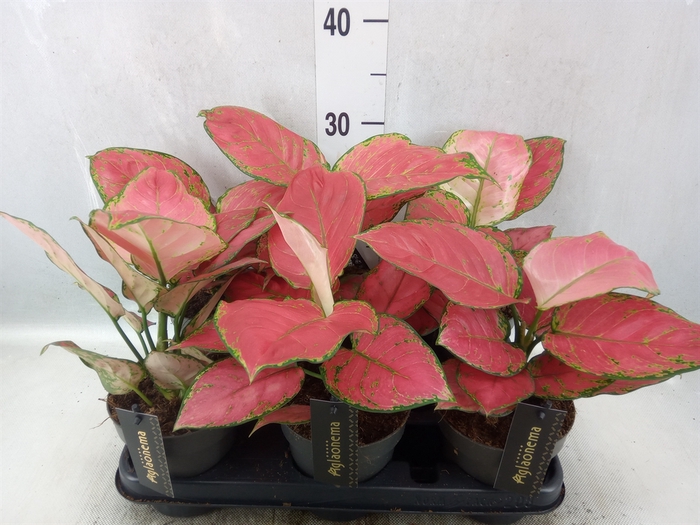 Aglaonema   ...