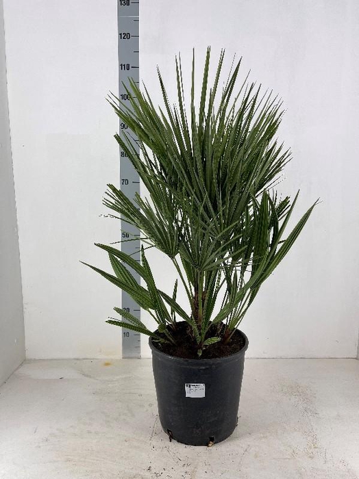<h4>Chamaerops humilis</h4>