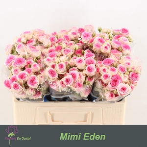 R Tr Mimi Eden