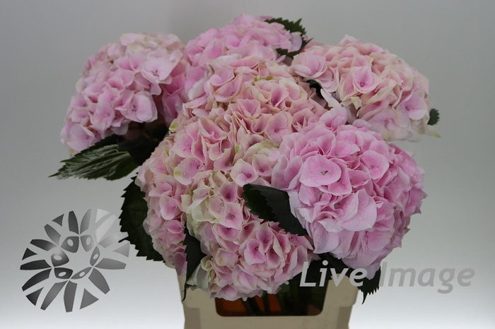 <h4>Hydrangea my beautiful pink touch</h4>