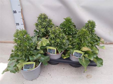<h4>Eryngium Bleu Hobbit</h4>