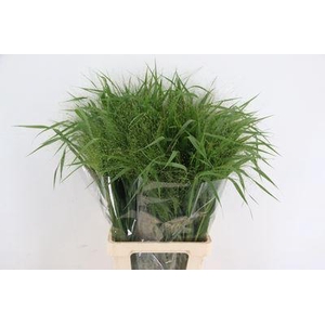 PANICUM   ...