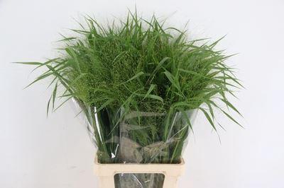 <h4>PANICUM   ...</h4>