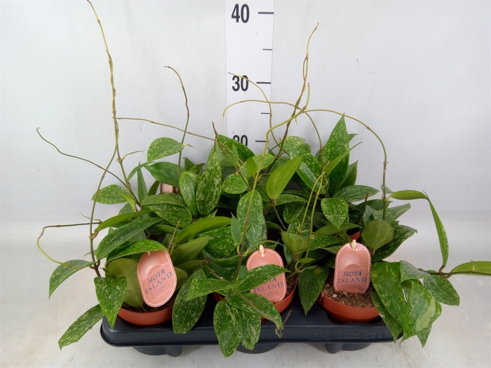 <h4>Hoya latifolia 'Rangsan'</h4>