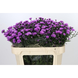 Aster Astee Karmijn