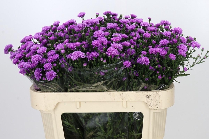 <h4>Aster Astee Karmijn</h4>
