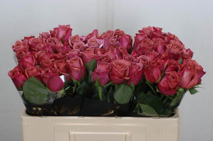 <h4>R Gr Barista</h4>