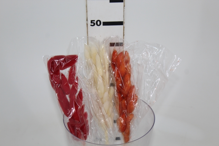 <h4>CAUDA DE LEBRE DESIDRATADO</h4>