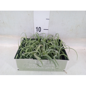 Tillandsia